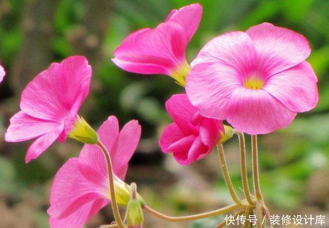 家里|适合养在家里的3种花,沾土就能活,爆盆很简单,一年开花200天