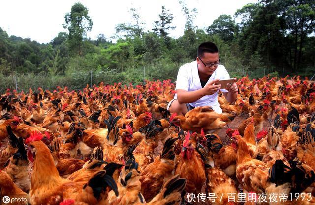  利润@土鸡利润那么高，很多养殖户还是亏损！主要原因有两个方面