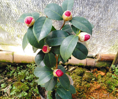  『不好』茶花总是养不好,了解这几个养护技巧,花朵开到拳头大