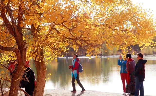 去西北看一次金秋的胡杨林 你会被这里的美景所感动 赞叹大自然