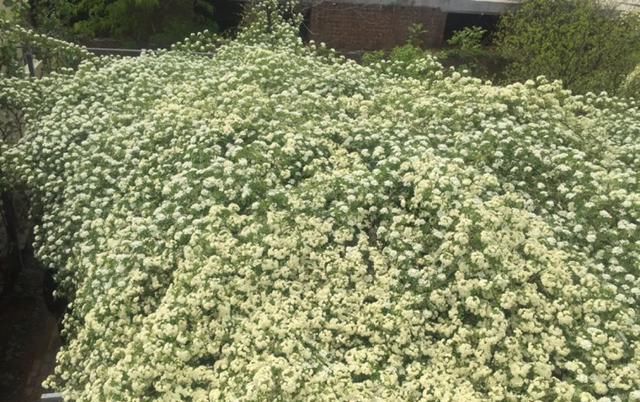 「气根」4月是这7种花的绝佳生长期，房前屋后都爬满！开出一堵花墙！