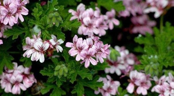 『驱蚊草的生』夏季蚊虫增多,农村院子里栽种这种植物,驱蚊又清香
