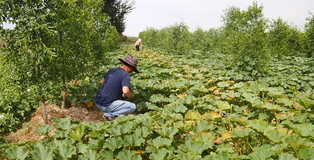 若不是你亲眼所见，不敢相信在这样的沙漠腹地竟还有般人家和南瓜