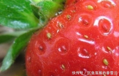  草莓@阳台上盆栽草莓,好吃好种又好看,结的果子四季吃不完!