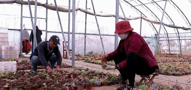  「年收入」丰县一小伙种植多浆植物，年收入达三十万！