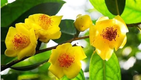  花界■此花，誉为花界中的大熊猫，花色金黄油亮透明，营养价值极高