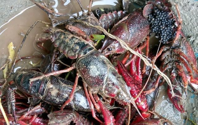  #冬天#冬天这么冷，小龙虾养殖能做些什么？