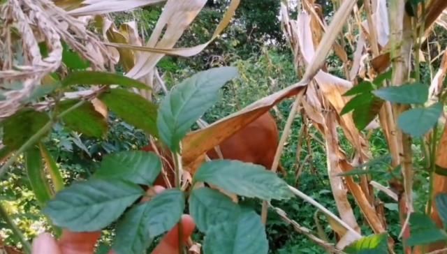  关节痛：农村山坡一种“五爪龙”，果实像野葡萄，挖根泡酒能治