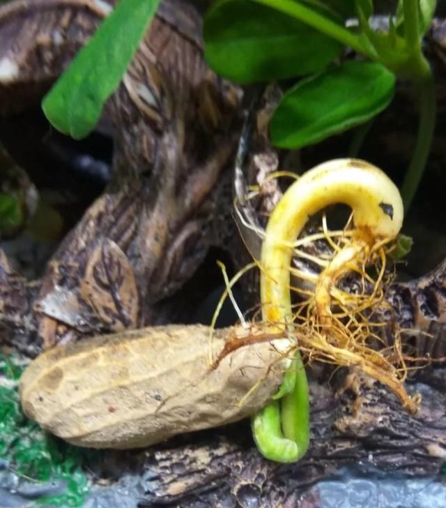  把花生米@她用几粒花生米，种出一盆大花生，冒出来的豆芽根忒好看！
