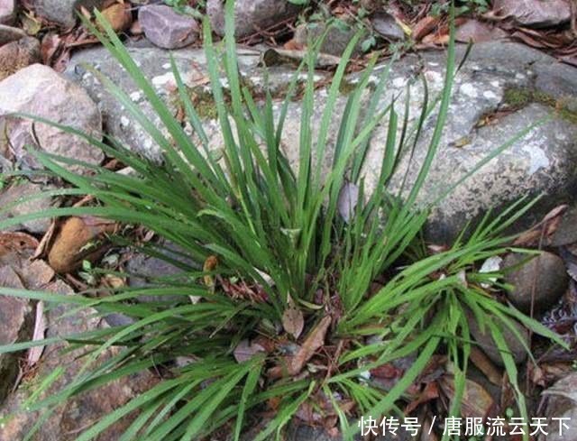  『花卉』有1种“野草”，生长在潮湿的小溪边，人称“石菖蒲”，有价值！