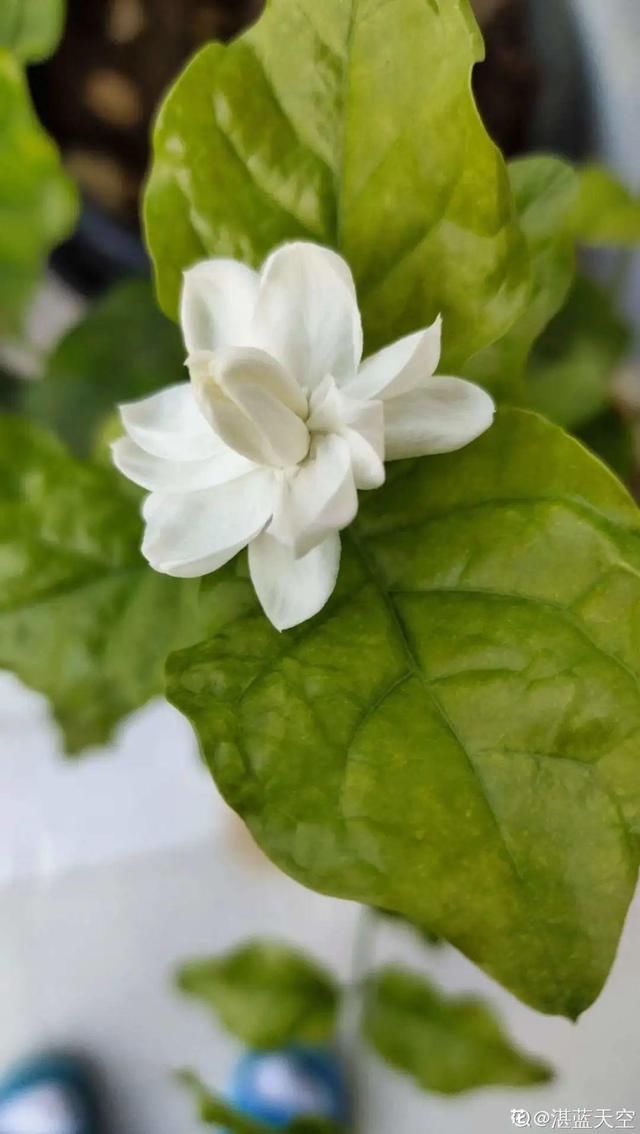  春天：20种春天爆盆花，阳台养一盆，天一暖和就开爆！