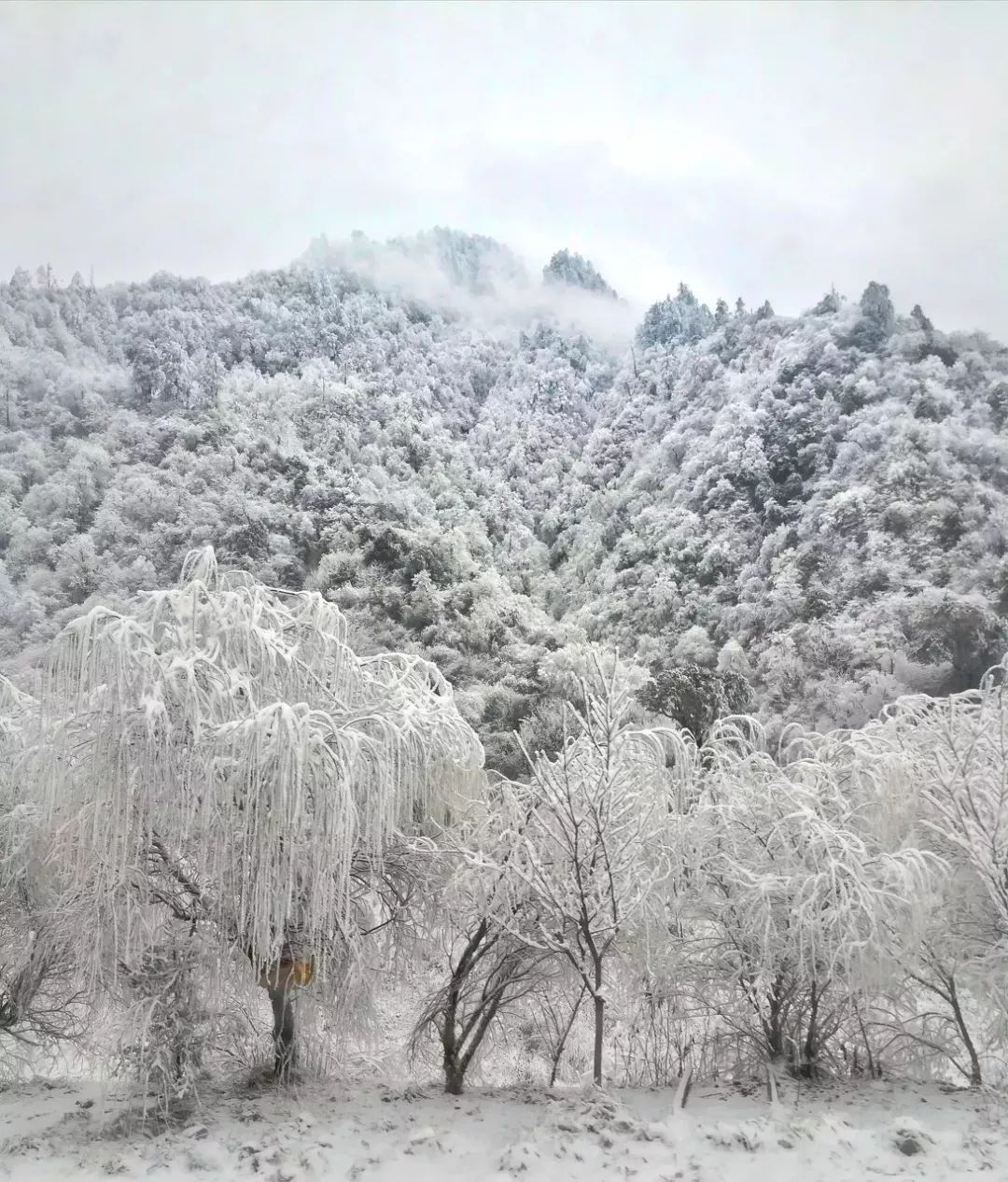 四川这座小城，叫板稻城亚丁，不输江南，藏着亚洲第一云海，高铁