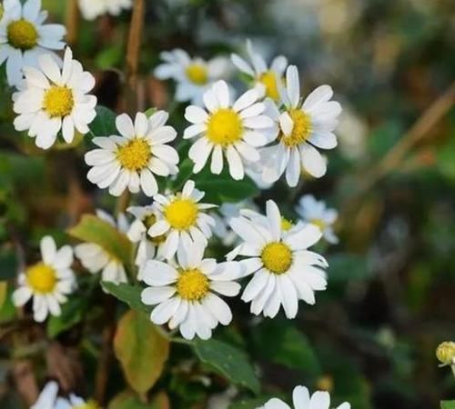  『养盆』喜欢菊花，不如养盆能够变异的白色“毛华菊”，繁花似锦，漂亮！