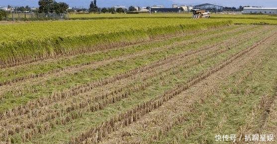 农村这项补贴翻倍, 每亩800元左右, 直补到户, 村干部不再经手!