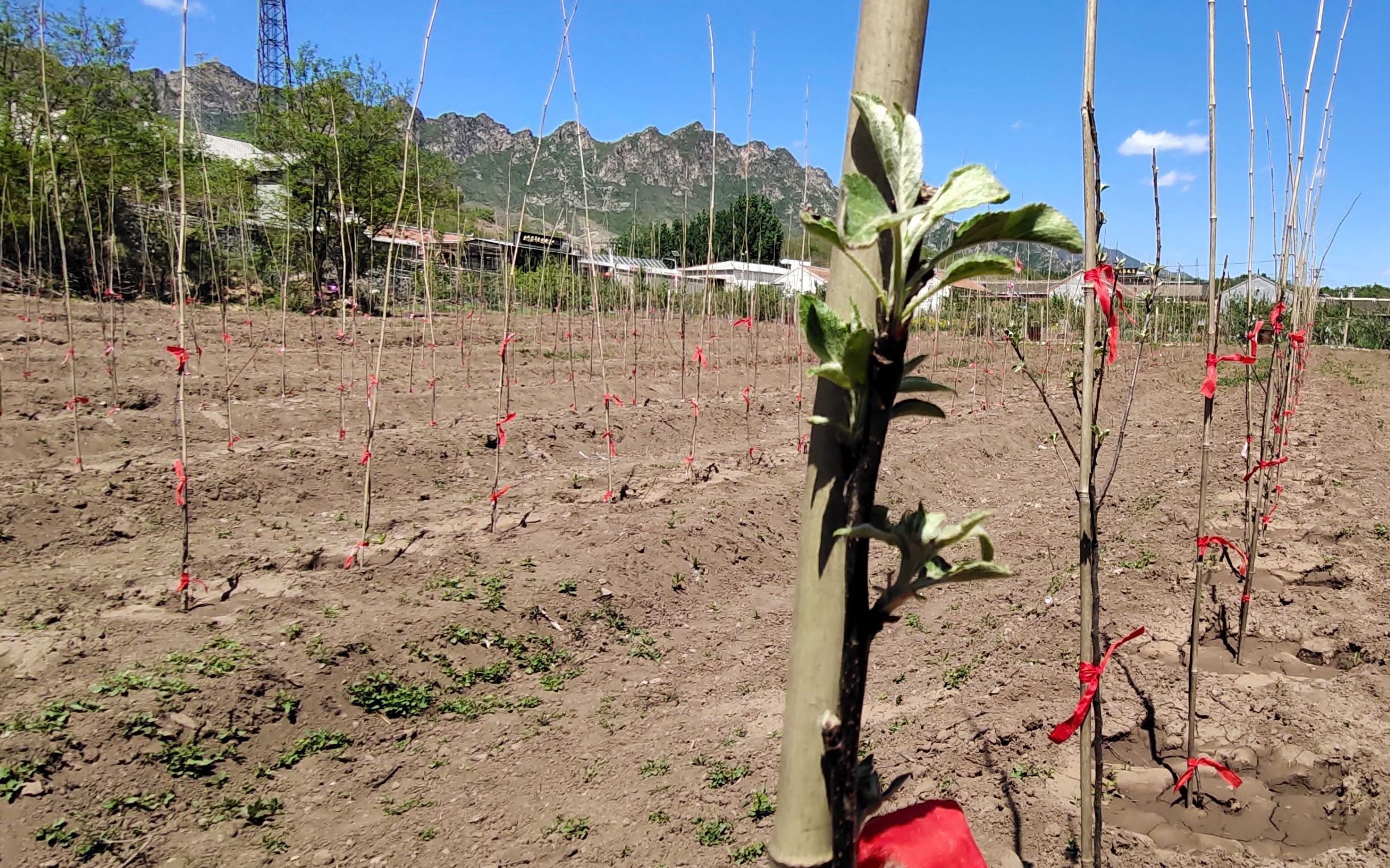  【增长】密云苹果种植迭代 人均管理面积至少增长11.5倍