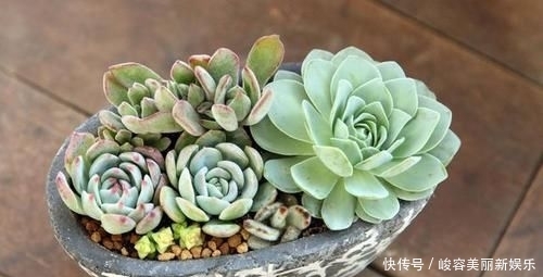 『艺术感』玉露“发功”成景天?2种方式把多肉搭配成让人羡慕的盆栽