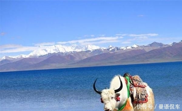 在西藏撞死一头牦牛,保险公司都赔不起!