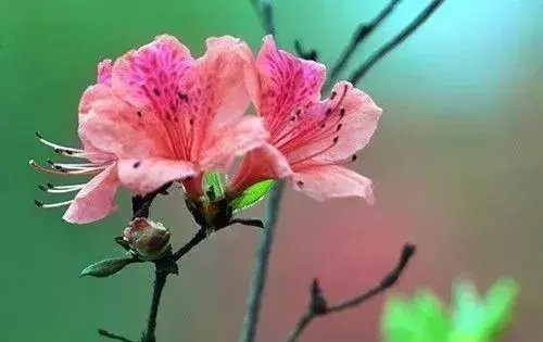  『难养』这5种花, 难养出名了, 养护要点全在这