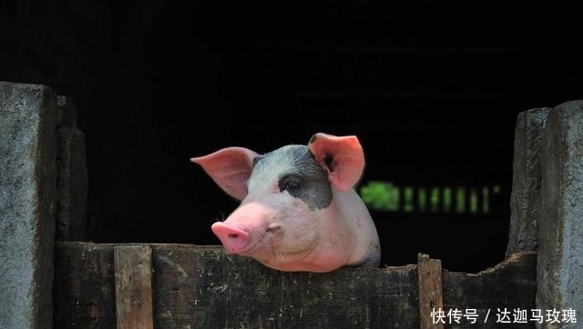  #猪肉#农村散养户还在养猪吗？现在养猪到底划不划算？听听老农