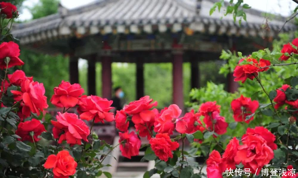 『相拥』郑州绿博园月季花开,云海相拥!
