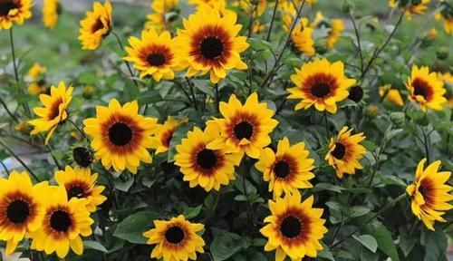  「矮化」这花围着太阳转，越热越晒越爆盆，矮化向日葵，阳台盆栽就很美