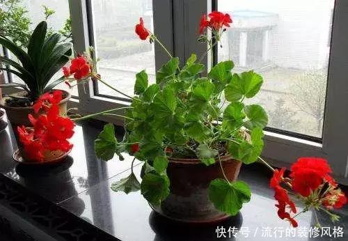 养花|室内养花技巧,让你养花一养一个好!