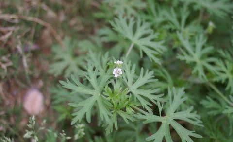 农村罕见杂草“牻牛儿苗”，竟是祛风湿解毒的良药