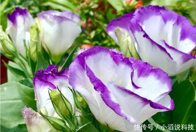  『阳台』适合养在阳台的3种花，晒得越狠开花越好，夏天也能赏花，美极了