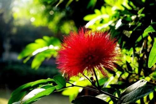  唯一■四川最适合居住的城市，也是唯一用花来命名的城市，气候