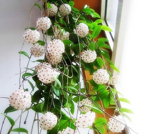  新叶：别再花钱买花卉，折根枝条扔土里，养10天就生根，新叶蹭蹭长满盆