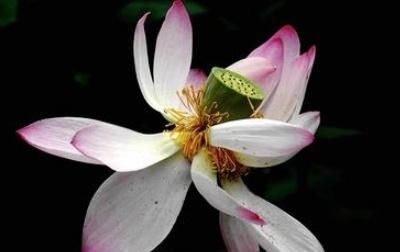 『花卉在夏季』为啥夏天不能给花施肥?花农说出真相,施一次,花卉就黄叶