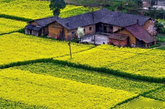 「樱花」中国这些花开成海的地方，美极了