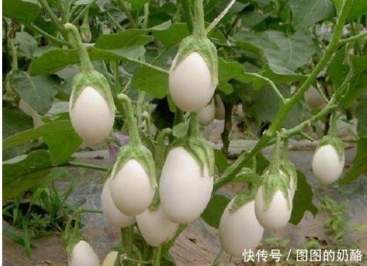 「买不到」农村树上结出“鸡蛋”果实,农民摘回家炒菜吃,城里人很多没见过