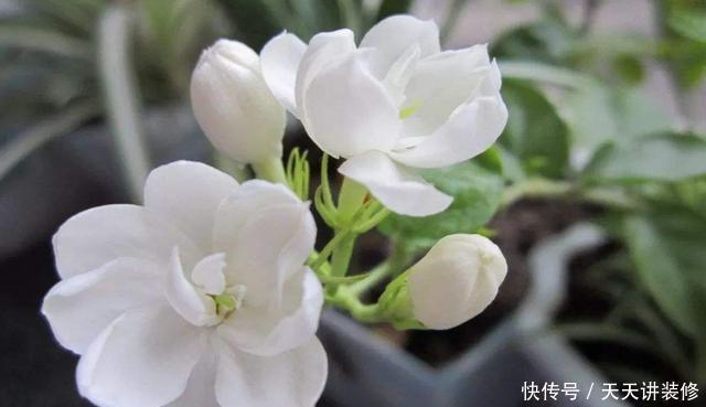 专属|3种花适合新手,一养就爆盆,开花量大非常漂亮,养出专属小花园
