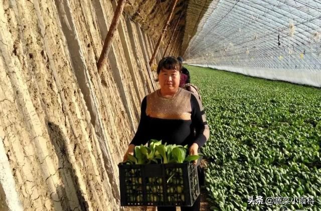 牛！菜农用了这招，大棚迅速升温，仅靠太阳光也能产叶菜