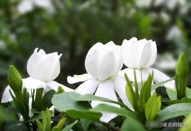  『栀子花』栀子花，观赏之后别浪费!凉拌栀子花，清热去火，夏季最配的美食!