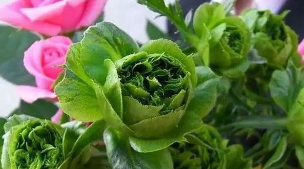  『珍品』喜欢玫瑰，不如就养盆“珍品”结绿珍，开花碧洁如玉，清秀淡雅！