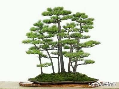 松树丛林盆景经典之作！