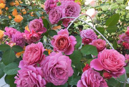  [动人]新手养花，不如养盆花中精品“黄晶菊”，花开柔美高雅，美艳动人