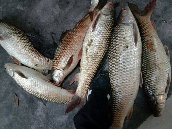  「鲮鱼」40块钱一天的水库，也能有这样的收获？猜猜一共钓了多少斤鱼？