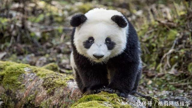  特别行政区@除了香港、澳门，其实我们国家还有一个特别行政区，