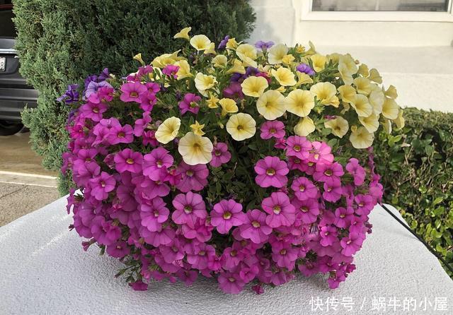 #扦插#这一种花,一年开200天,一盆开99朵,可播种可扦插,好养又省钱