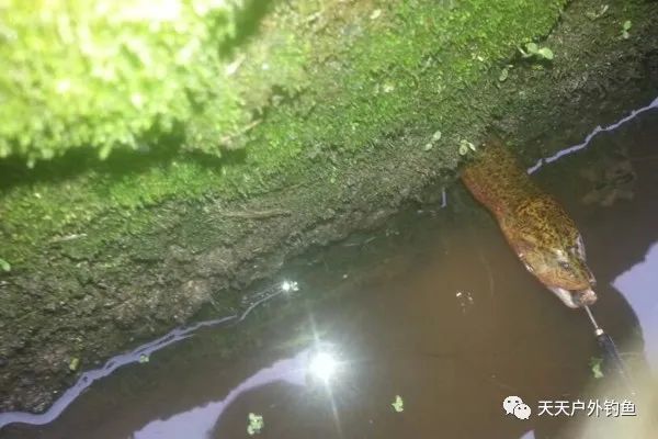  「小龙虾」野生黄鳝鲜美滋补，可以用这种民间钓法垂钓，比钓鱼更有乐趣！