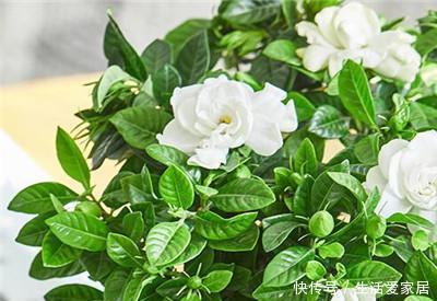 #会导致#栀子花从叶尖开始发黄