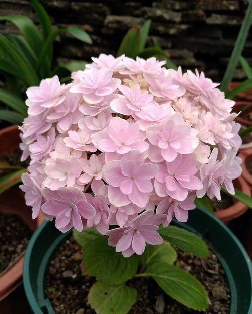  『家里』?家里种这些花朵，花开繁盛惹人爱，养出漂亮花海，值得拥有