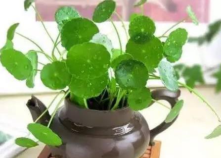  「铜钱草」这三种花最喜欢水了，遇水即活，养起来真是好看又好活