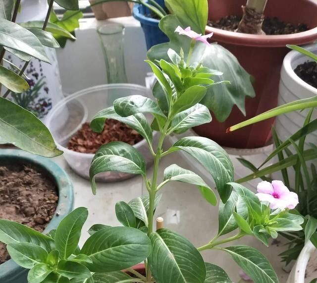  『枝繁叶茂』养四季梅这样修剪一下，开花多四倍，枝繁叶茂，一盆种出很多盆