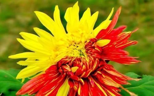  #养花#”传统菊花“二乔，花开红黄双色，极为少见，可以说是养花首选