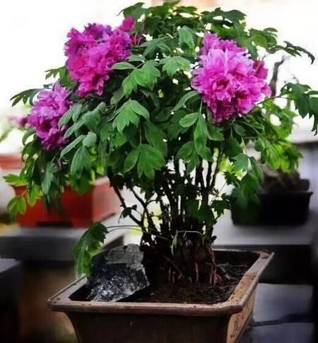  「也决定」牡丹花可以晒太阳吗？需要注意什么？
