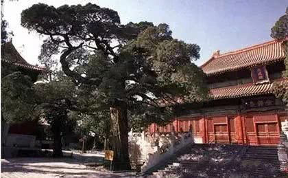  槐树@北京人的生活，一年四季都离不开树！